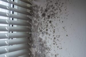 Mold remediation service in Saratoga County for black mold removal and indoor air quality restoration
