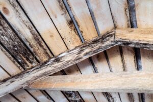 The ceiling of an attic with black mold spreading across the wooden boards.